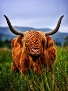 The Year Of The Yin Metal Ox